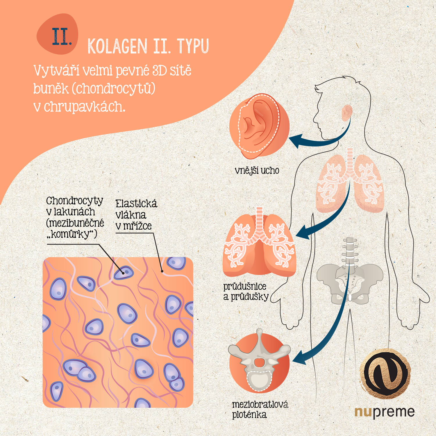 s logem - kolagen infografika typ 2